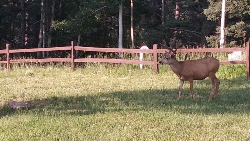 Fall Is When The Meadows Get Loud
