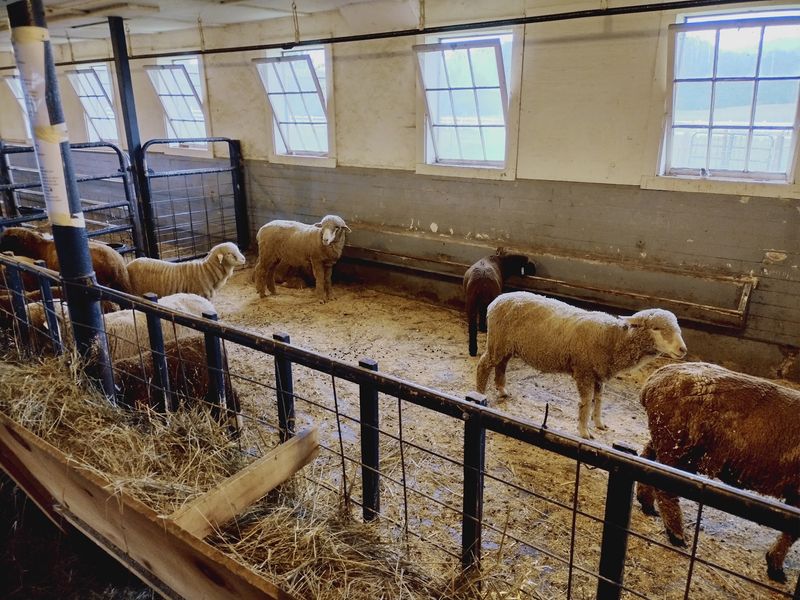Spring Brings The Baby Animals Festival