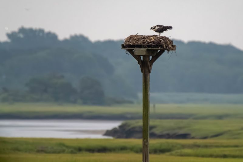 Feathered Neighbors And Marsh Critters