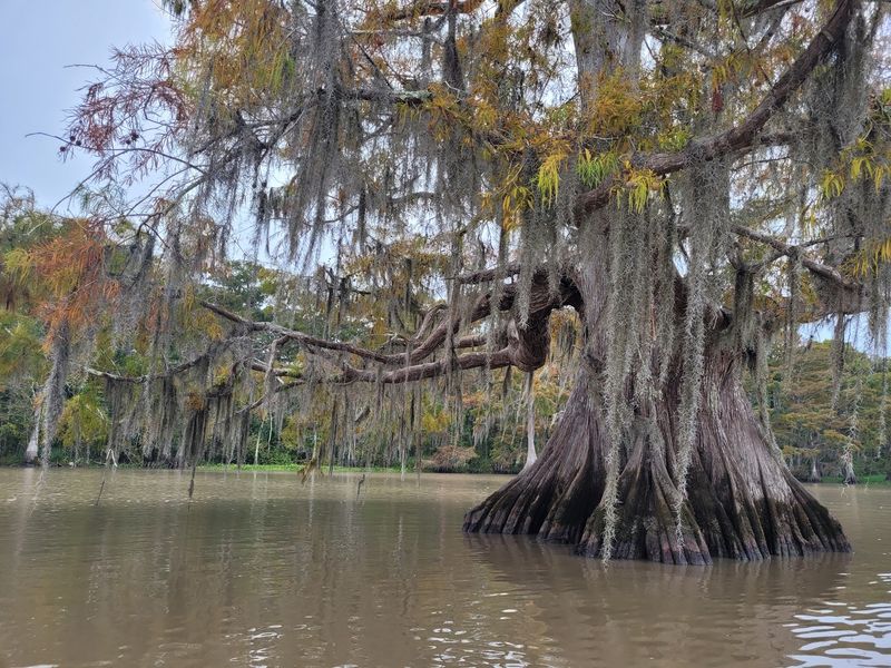Paddle Between Ancient-Looking Cypress