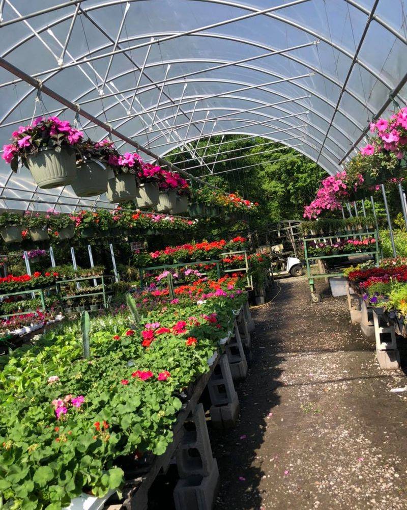 Choosing a Poinsettia to Take Home