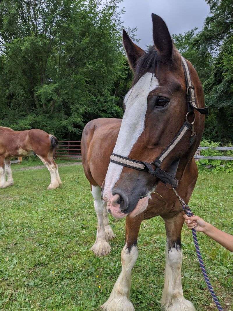 Say Hello To The Gentle Giants