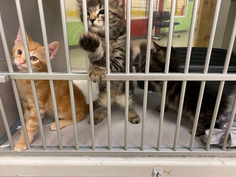 Humane Society Of South Mississippi, Gulfport, MS