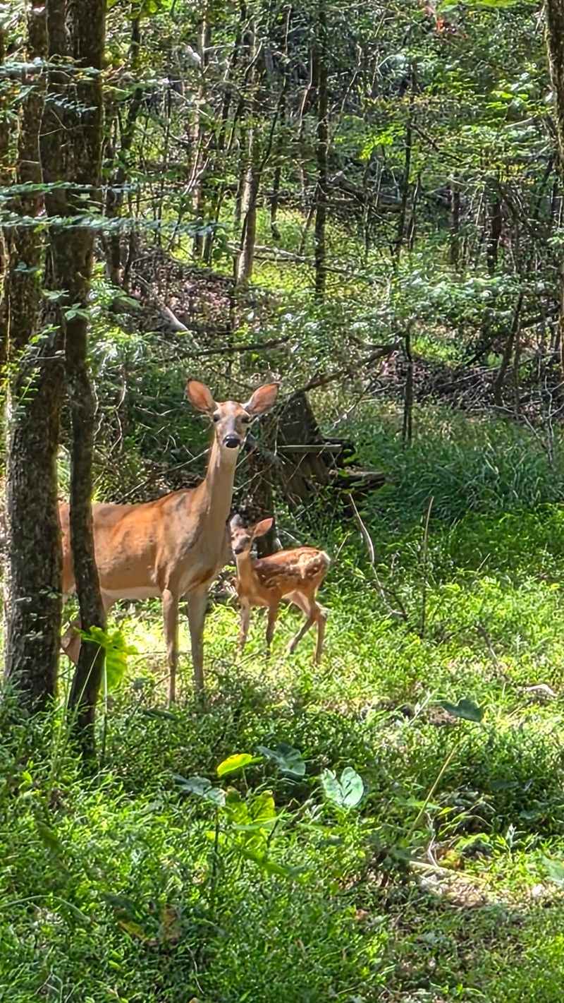Why Quiet Woods Keep Calling Visitors Back