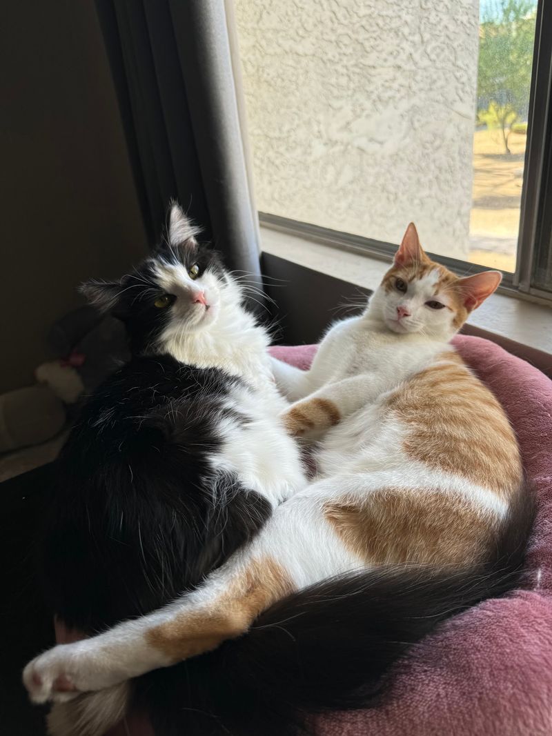 An Hour Of Purring That Might Change Your Whole Household