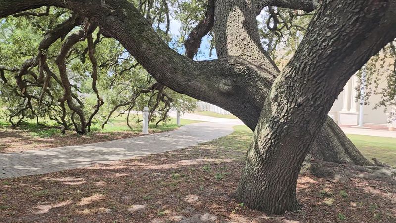 Live Oaks Draped in Spanish Moss