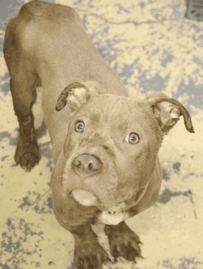 Southern Pines Animal Shelter, Hattiesburg, MS