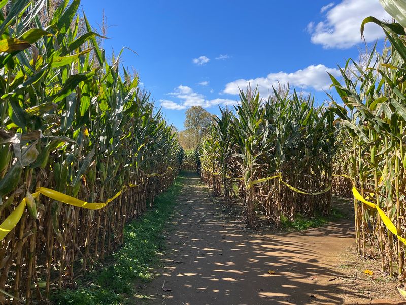 Uncle Shuck's Corn Maze and Pumpkin Patch
