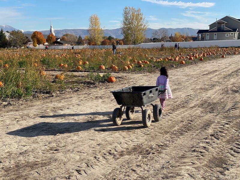 Mabey's Pumpkin Patch