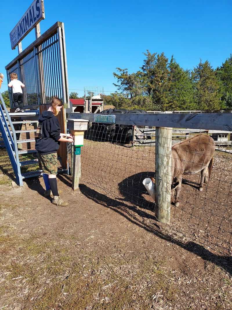 Say Hello To A Miniature Donkey Before Dessert
