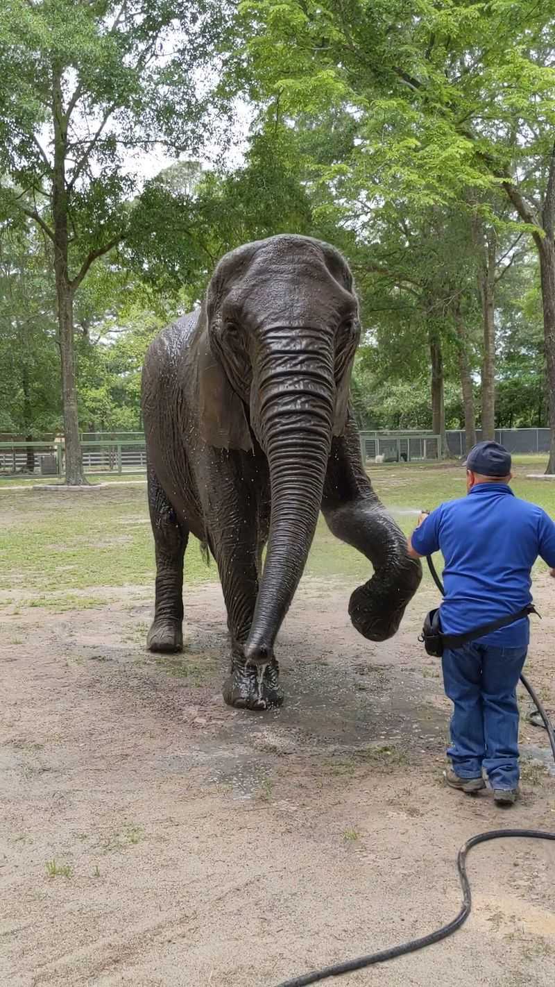 Bring Questions, Because Elephant Care Is Wild
