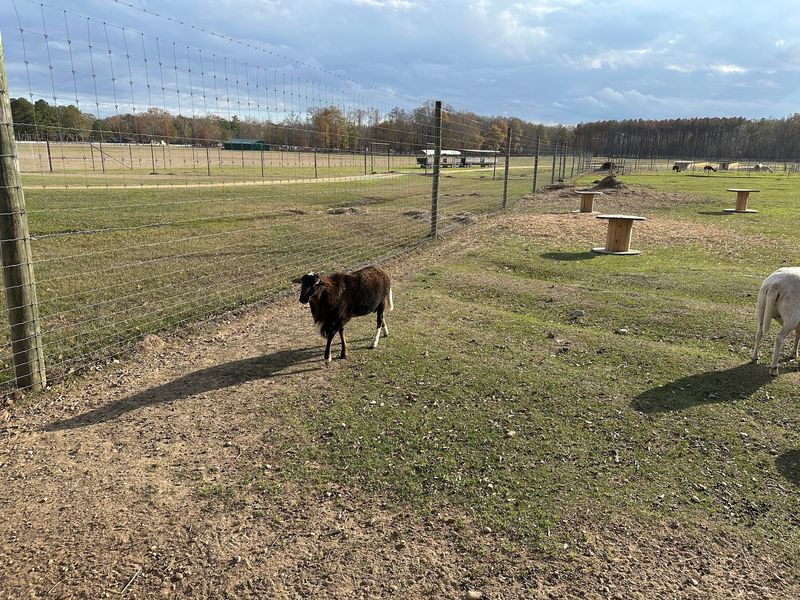 Petting Zoo Paths For Little Hands