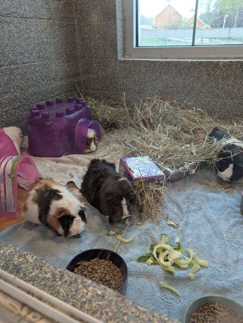 MSPCA At Nevins Farm