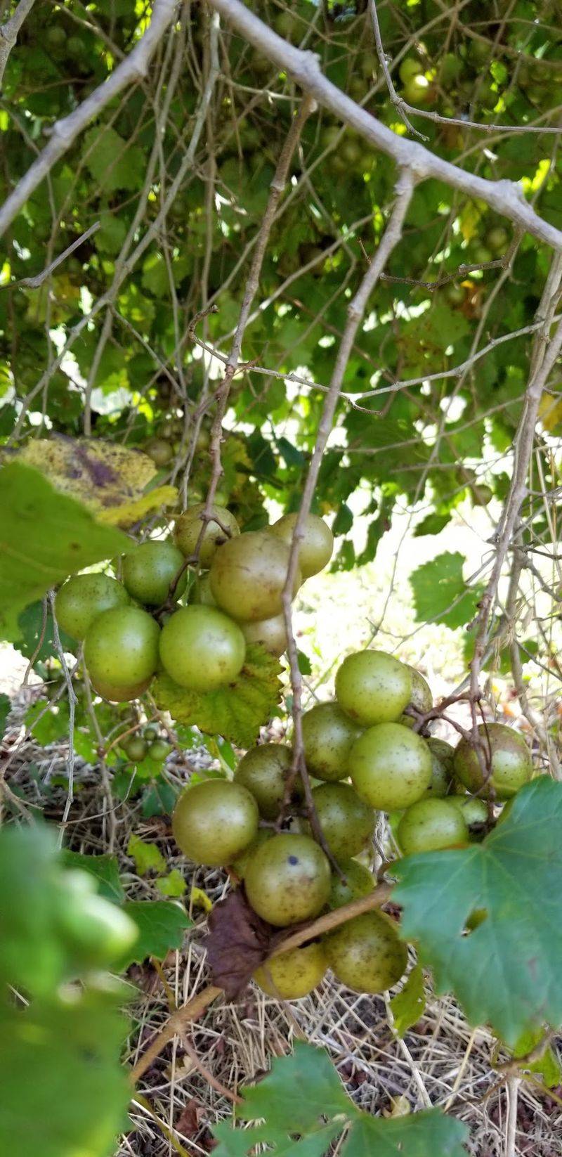 Muscadines and Scuppernongs in Late Summer
