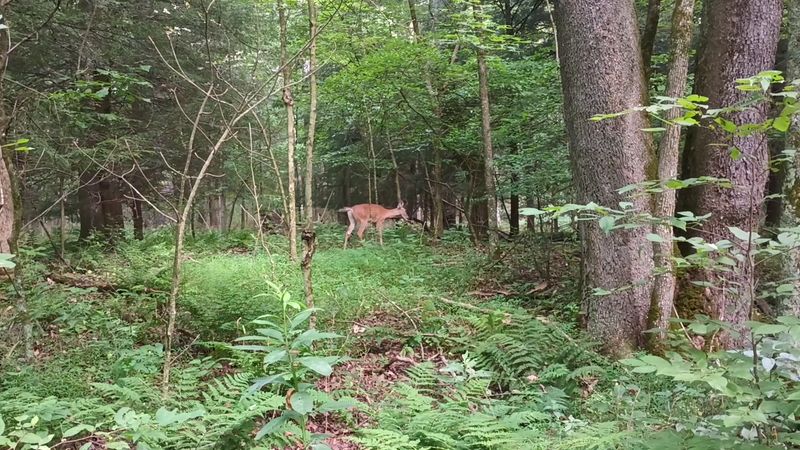 Campground Life Along the River