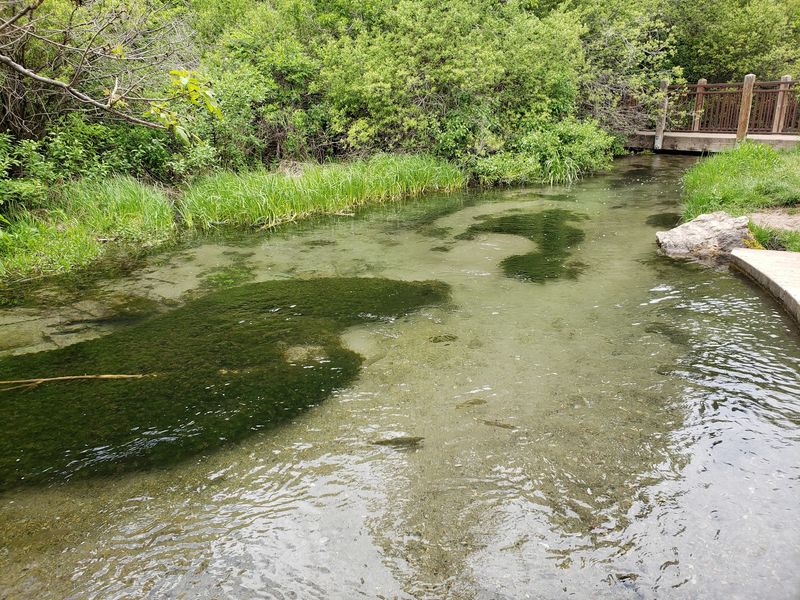 The Creek Is So Clear You Can Count The Trout