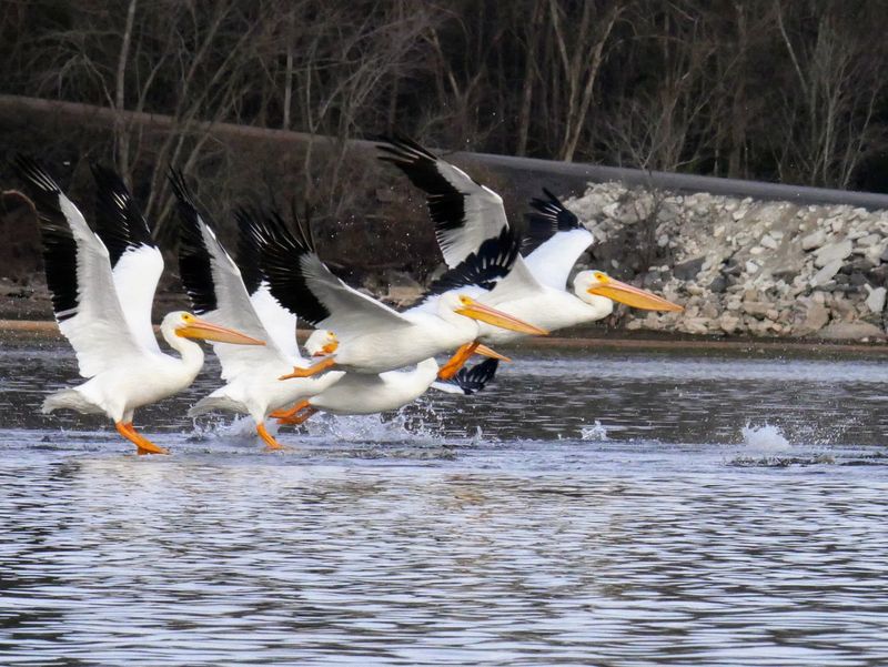 Ducks, Pelicans, And Herons Want In On The Fun