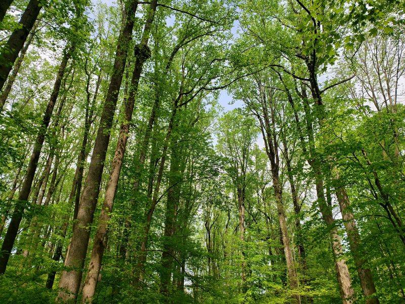 Look Up At Towering Trees That Steal The Show