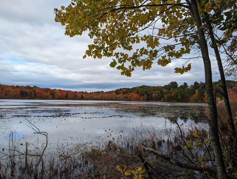 Hammond Pond Reservation