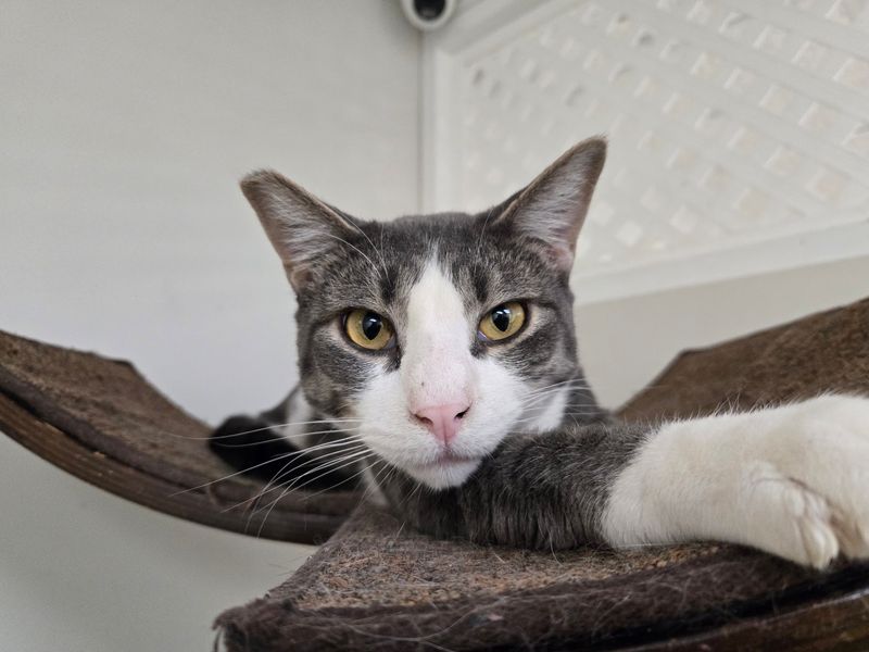 Seniors For Seniors Pairs Calm Cats With Calm Homes