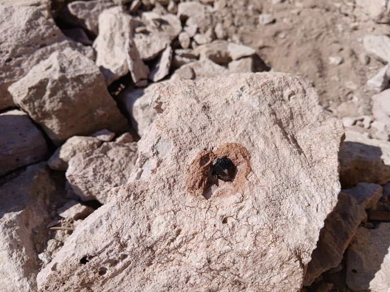 Garnet Hill, Ruth, NV