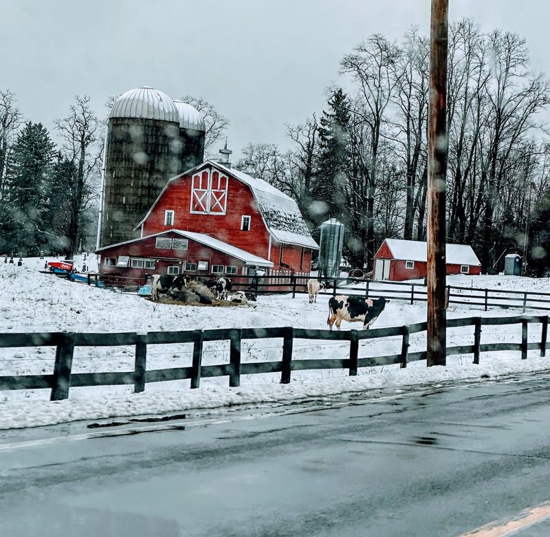 Millbrook Beef & Dairy