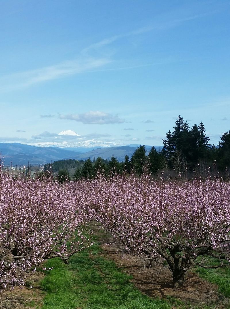 Pies, Pears, And Country Roads