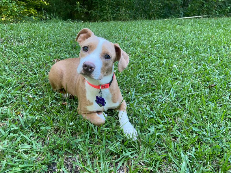 Dogs and Puppies Looking for Homes
