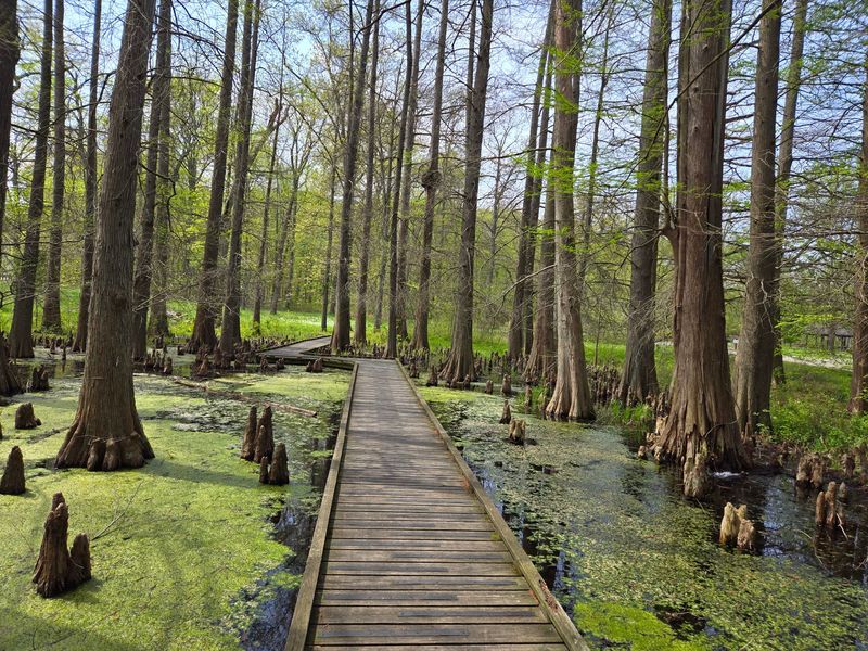 Trails, Cypress Swamp, and the Driving Loop