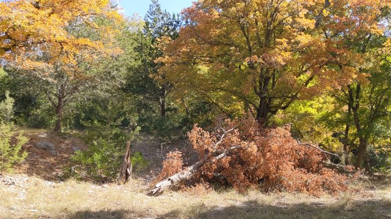 Sleep Under The Maples With A Campsite