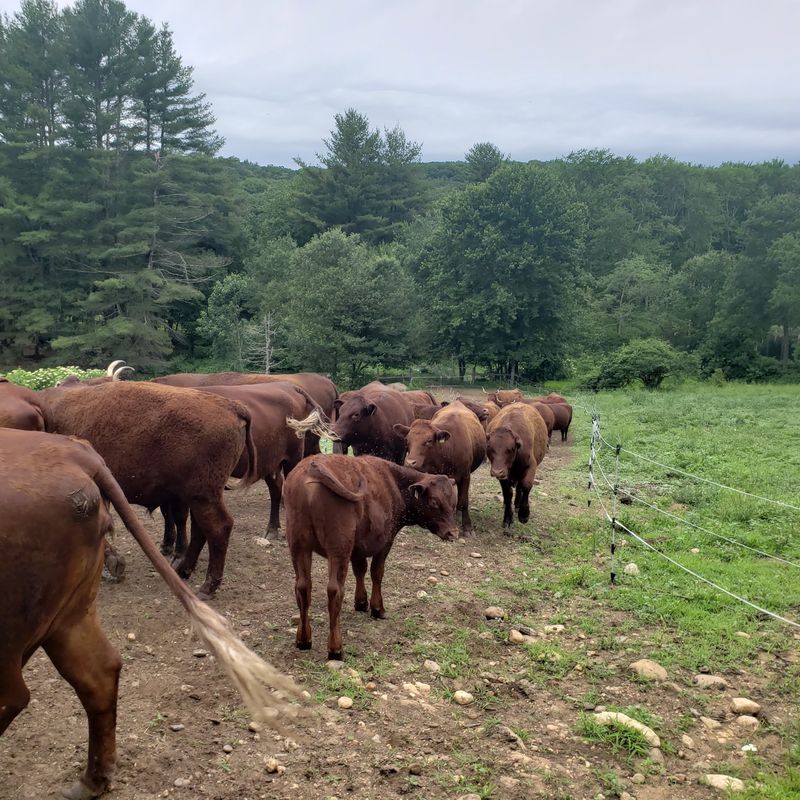 Trees Get Just As Much Love As The Cattle