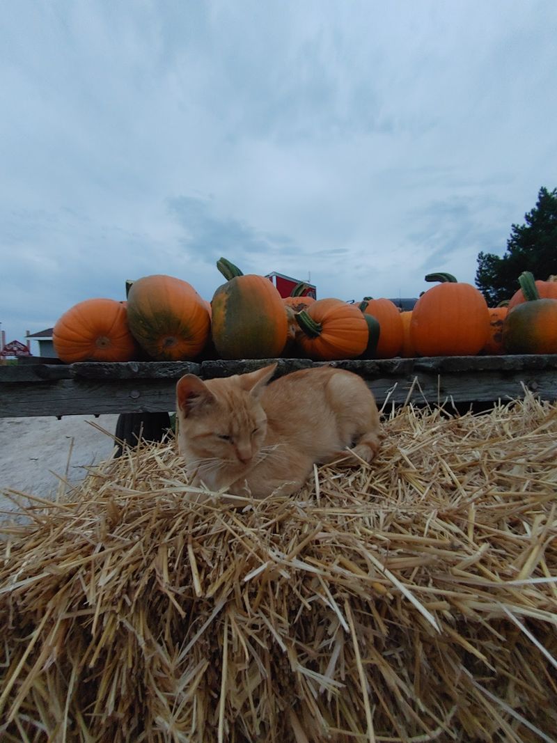 Your Pumpkin Is Waiting In A Three-Acre Patch
