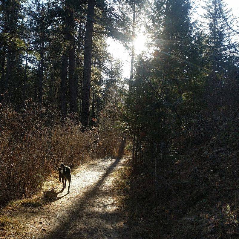 Follow The Whispering Creek