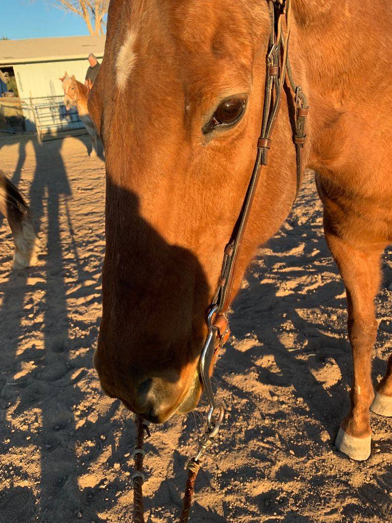 Desert Trails, Mountain Views, And Sunsets That Steal The Show