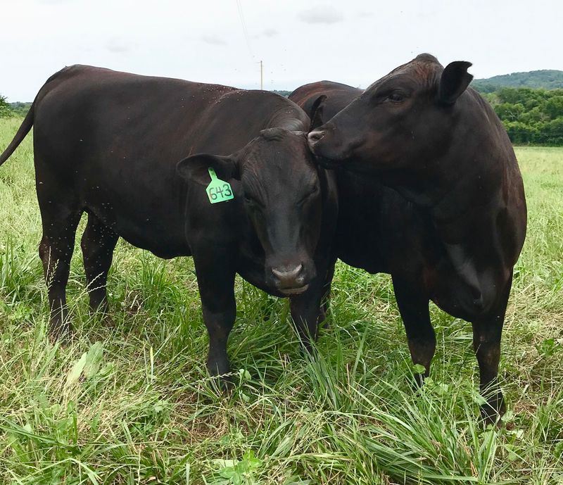 Lick Skillet Farm