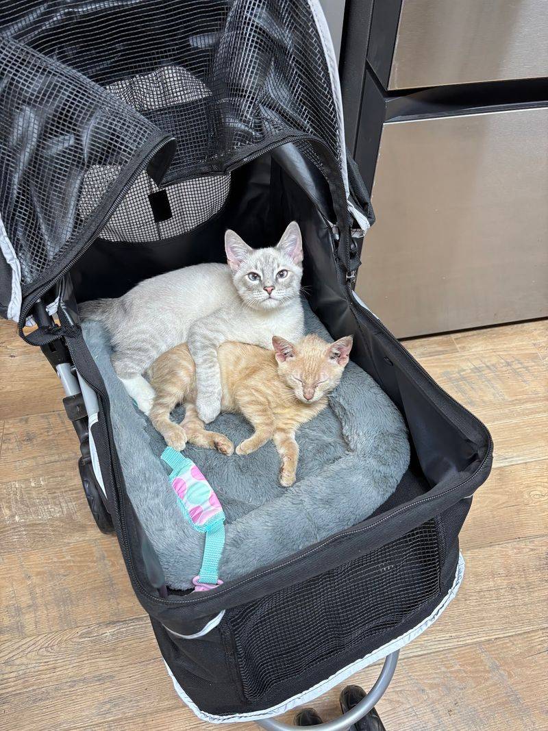 Kittens, Seniors, and Everyone Between