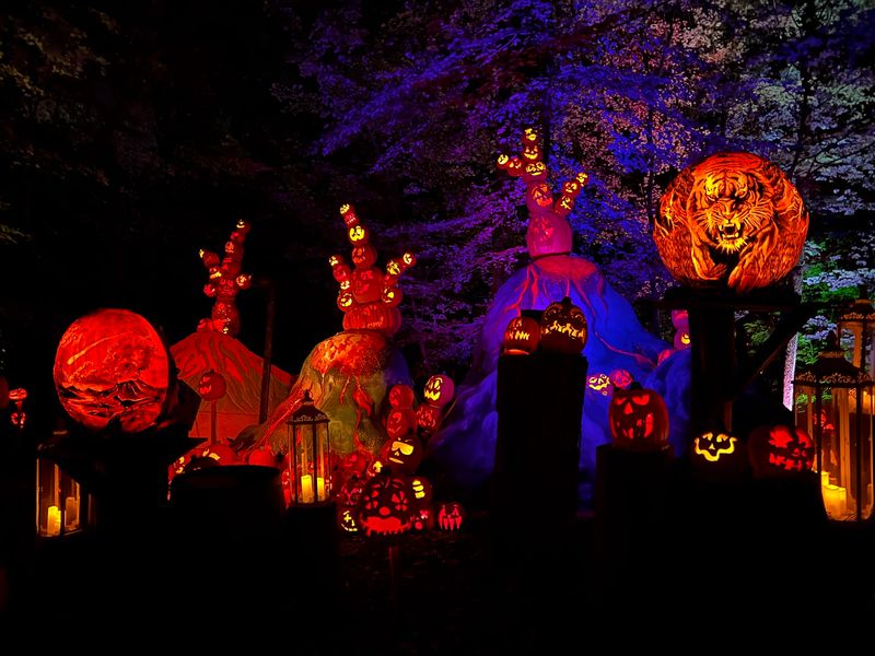Music And Lights Make The Woods Feel Like A Storybook