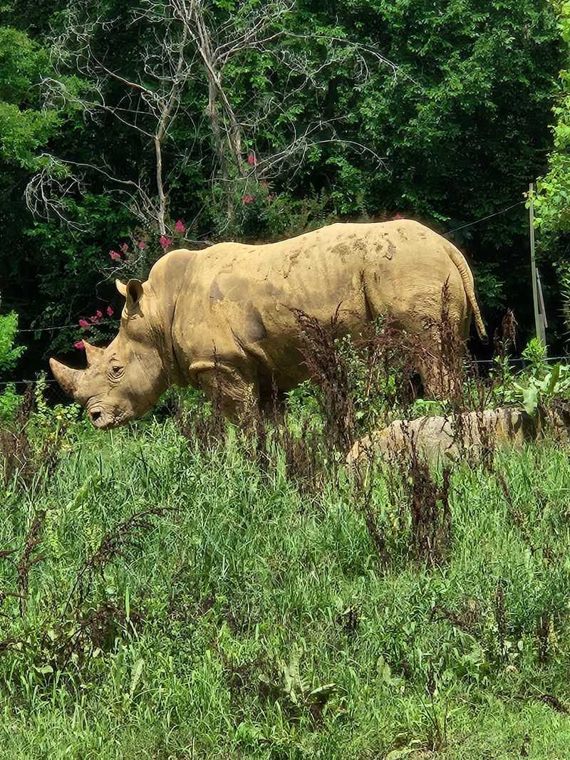 Rhinos, Zebras, And Savannah Neighbors