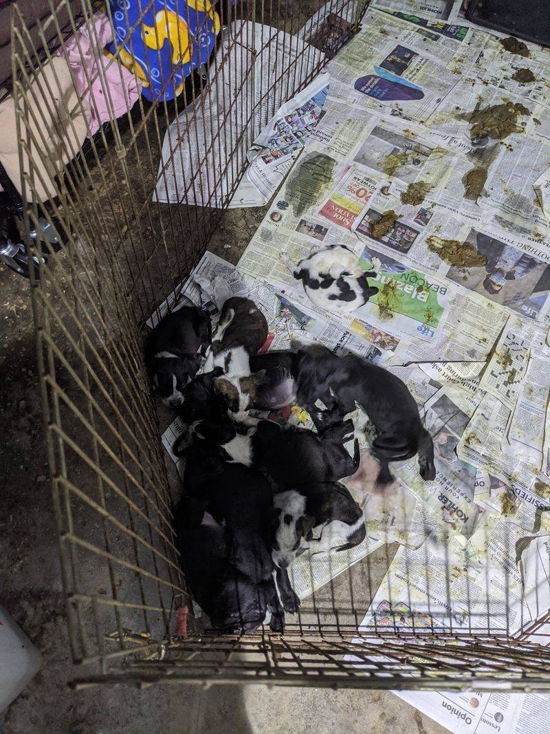 Kennels, Cages, and a Separate Treatment Room