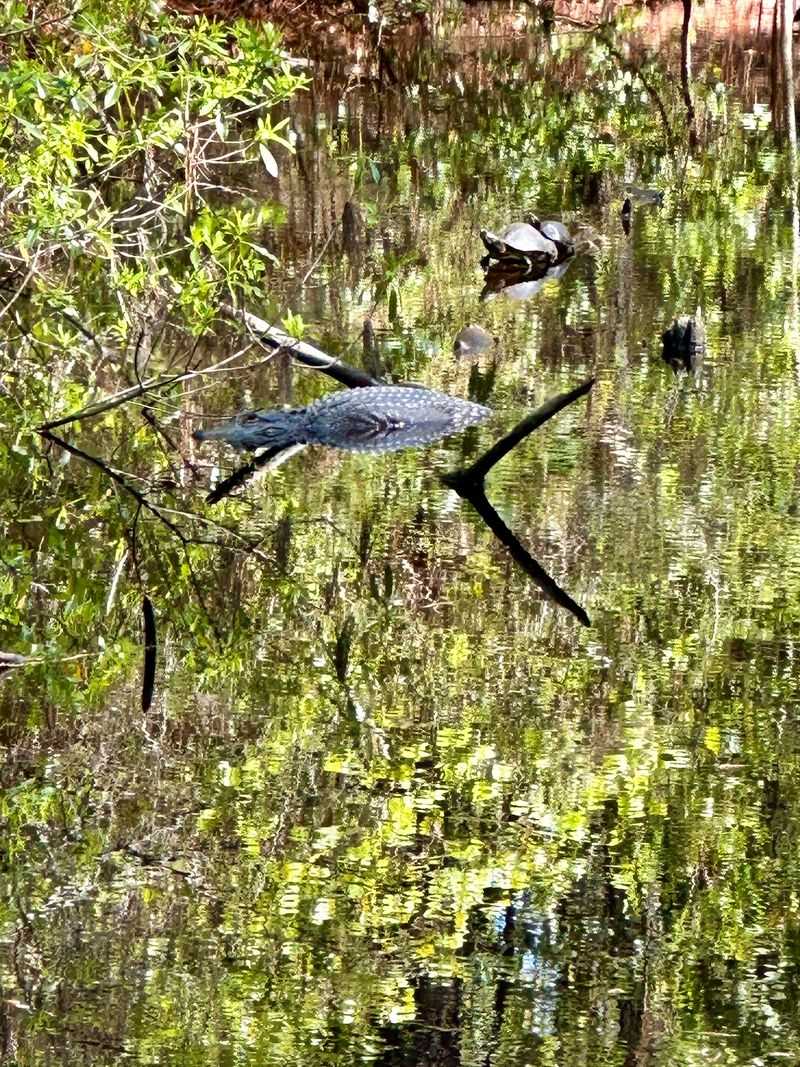 Gators, Birds, And Curious Raccoons