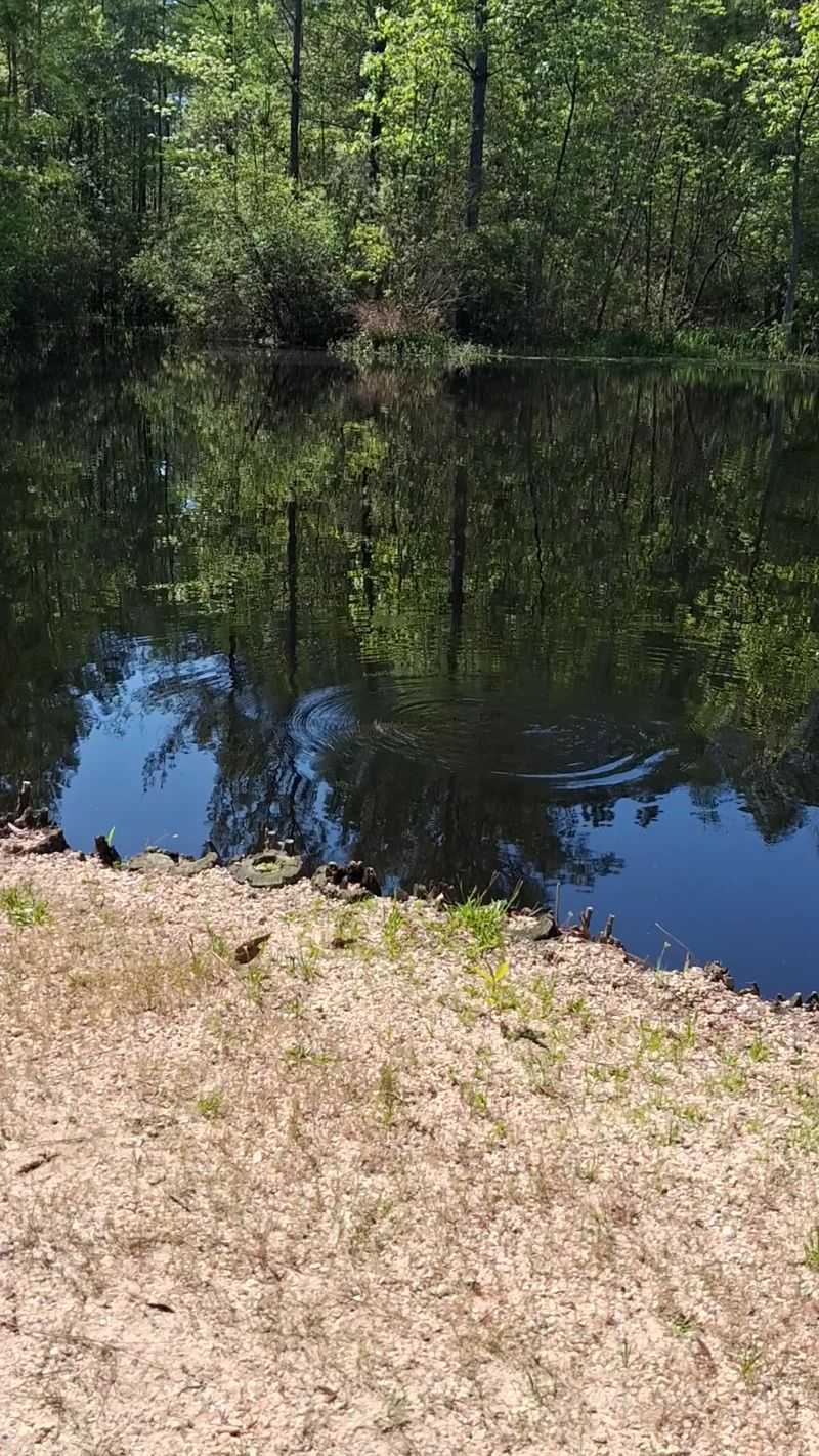 Piney Woods Lake and Its Friendly Turtles