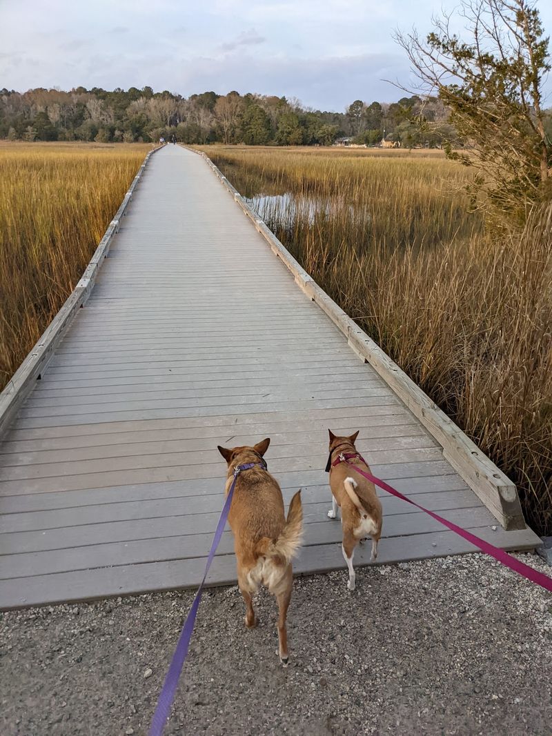 Your Dog Is Going To Consider This Its Favorite Park