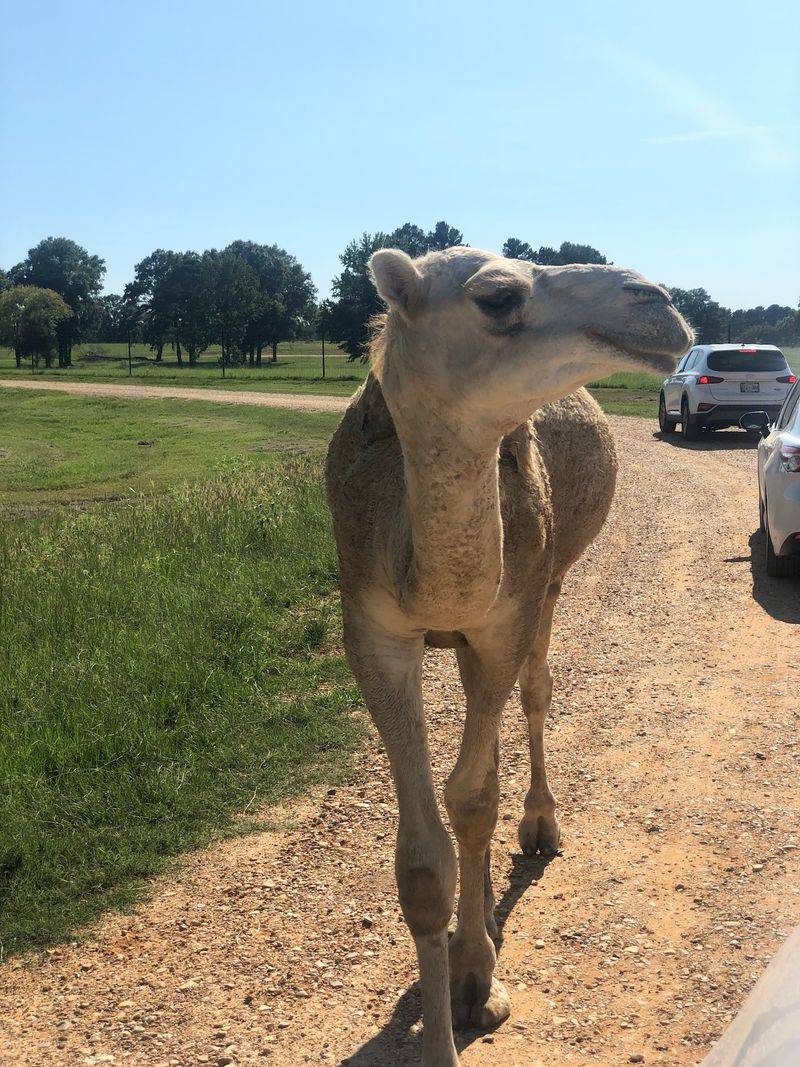 Camel Rides and Lakeside Picnics