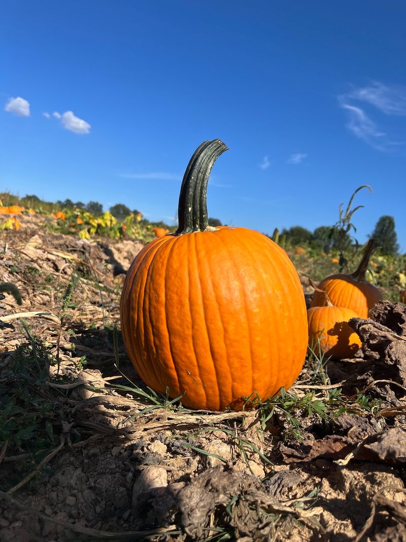 Cedarwood Pumpkin Patch