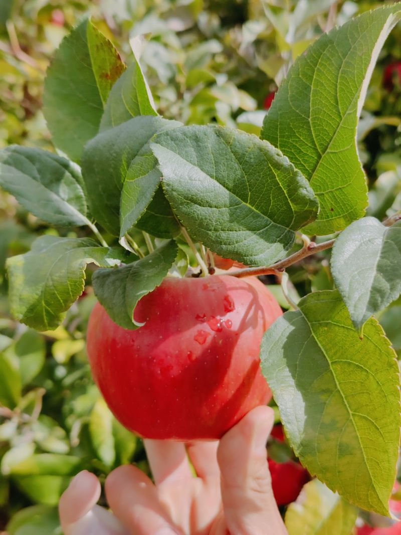 Bring A Bag Because The Orchard Is Massive