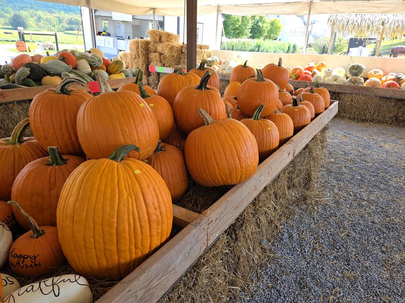 King’s Pumpkin Farm
