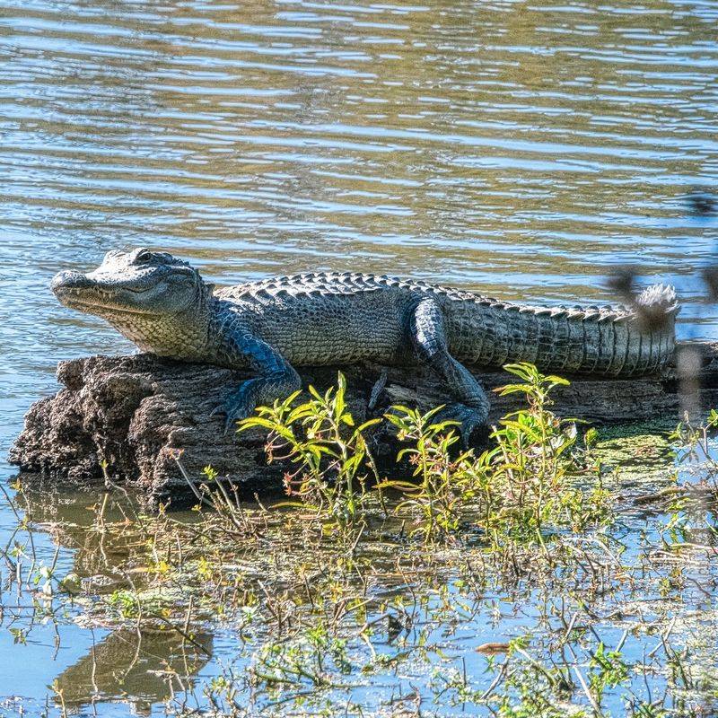 Alligators, Herons, and Other Wild Neighbors