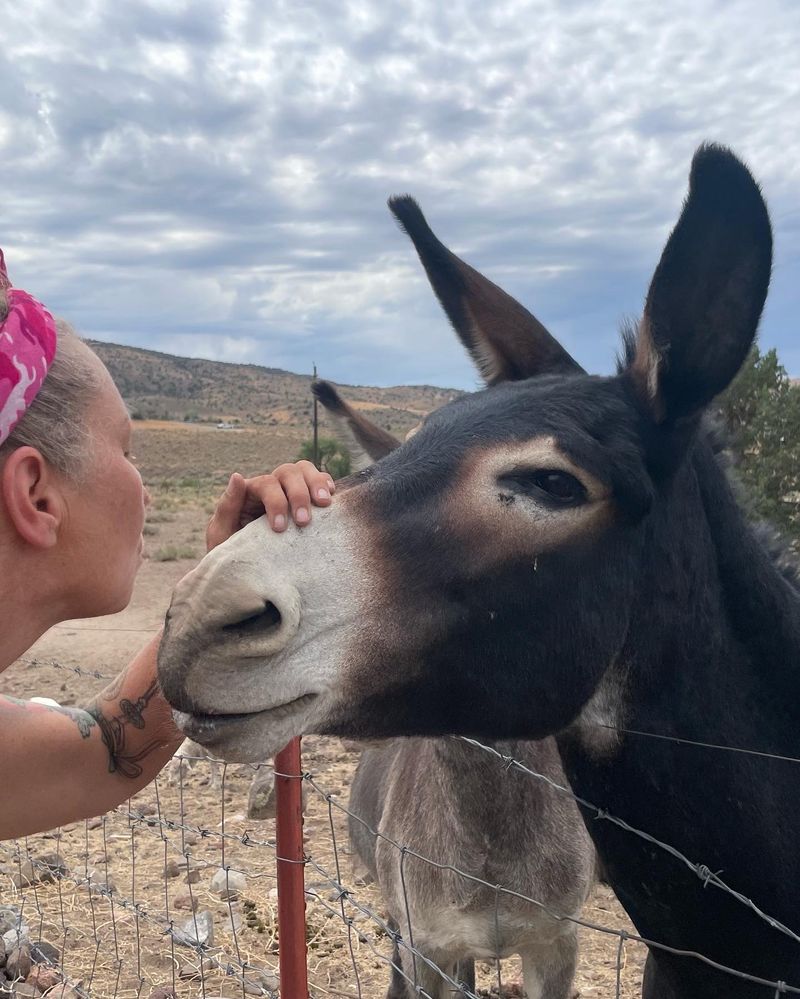 Om Home Healing Sanctuary - Animal Sanctuary