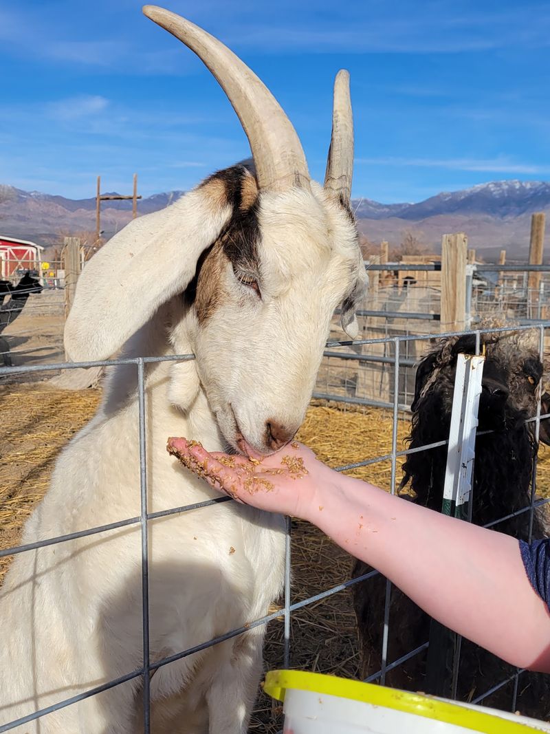 Hand-Feeding Fun That Kids Never Forget