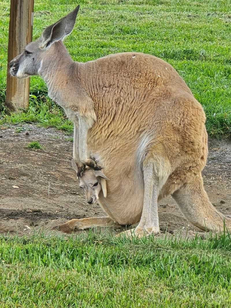 Hop Over To The Kangaroos